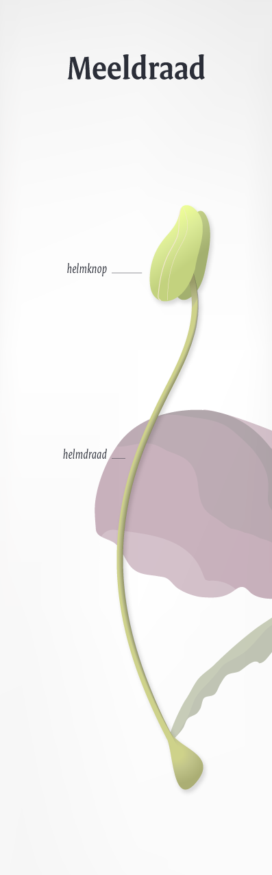 Stuifmeel ontkieming - figuur Too Many Words | Infographics & identiteiten te Utrecht