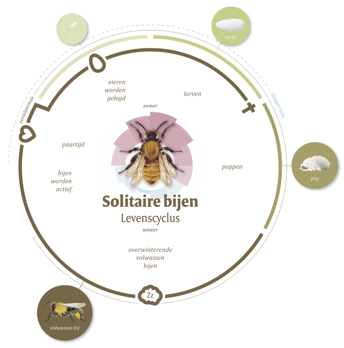 Levenscyclus van solitaire bijen - infographic Too Many Words | Infographics & identiteit te Utrecht