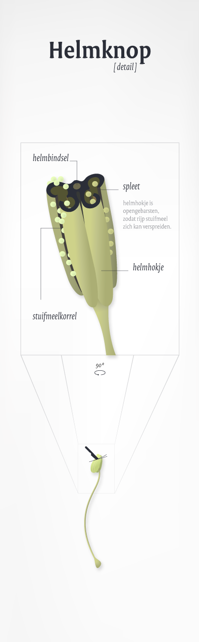 Stuifmeel ontkieming - figuur Too Many Words | Infographics & identiteiten te Utrecht