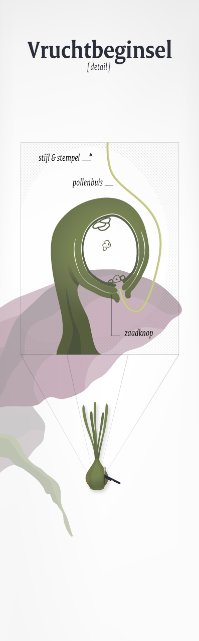 Bevruchting stamper - figuur Too Many Words | Infographics & identiteiten te Utrecht